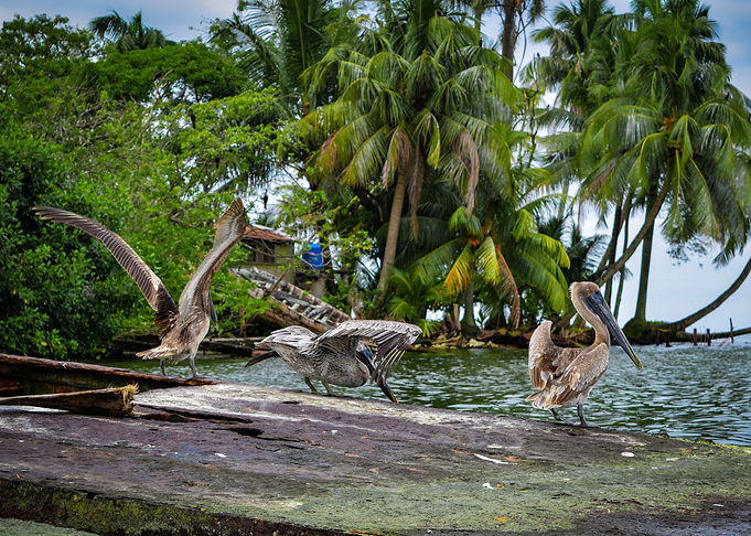 Pelicans
