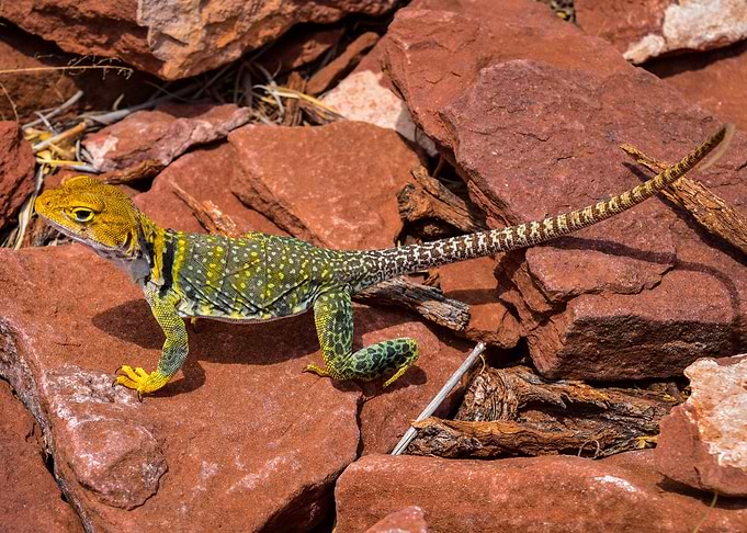 Colorful Reptile