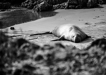 Latest drop