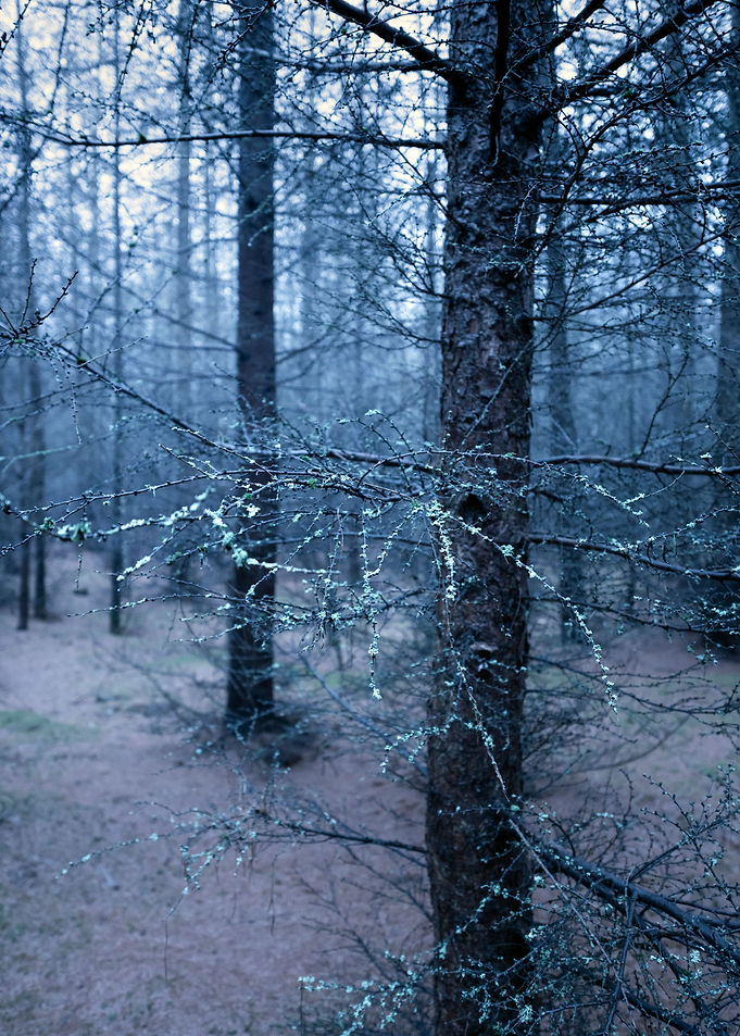 Mossy Branch