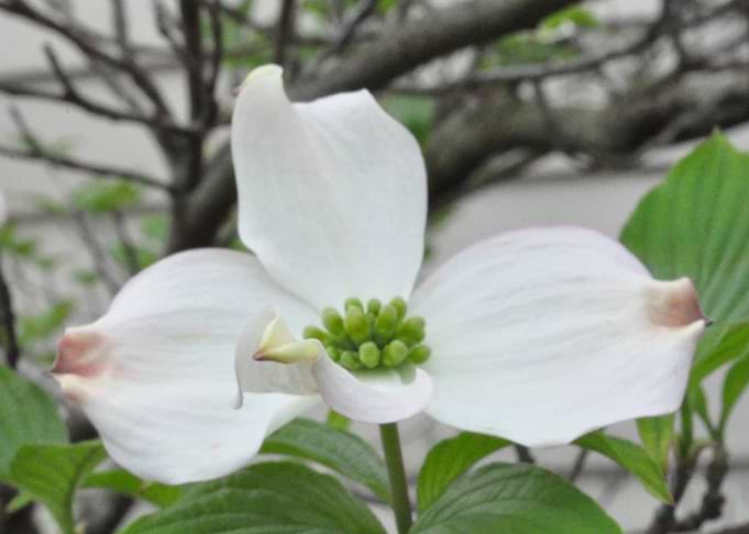 Dogwood