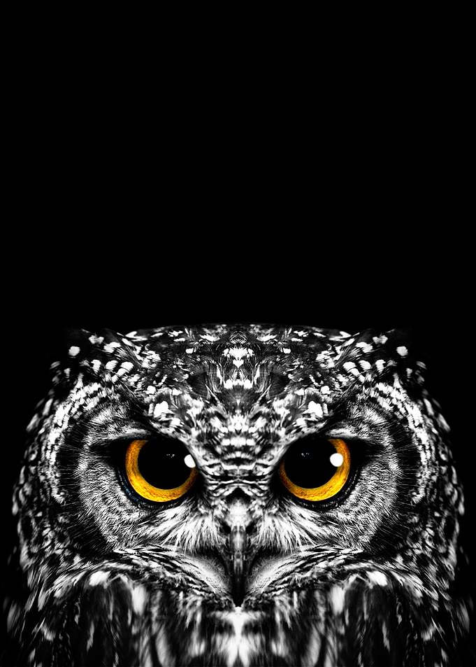 cute owl head