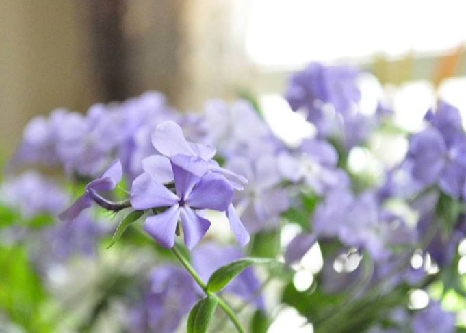 Phlox