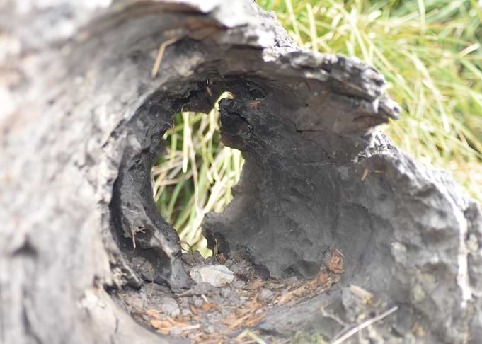 The Hollow