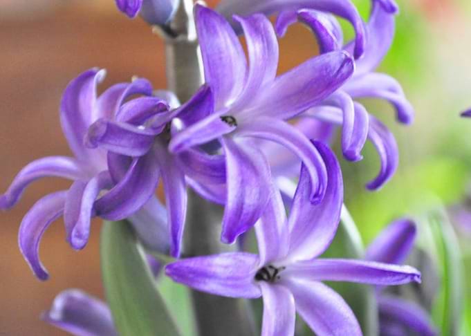 Hyacinth