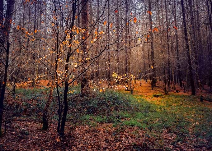 Woods