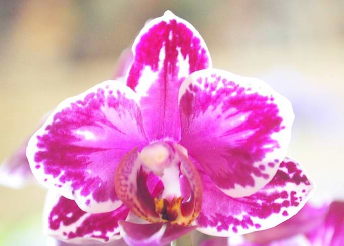 Orchid