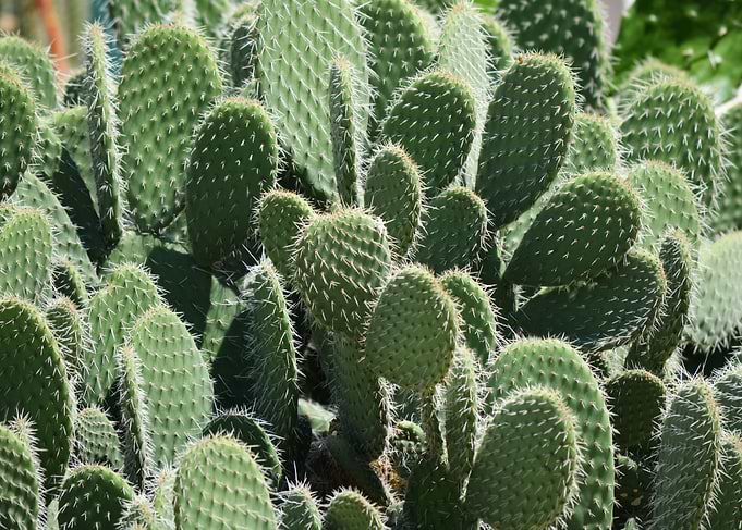 Cactus pads