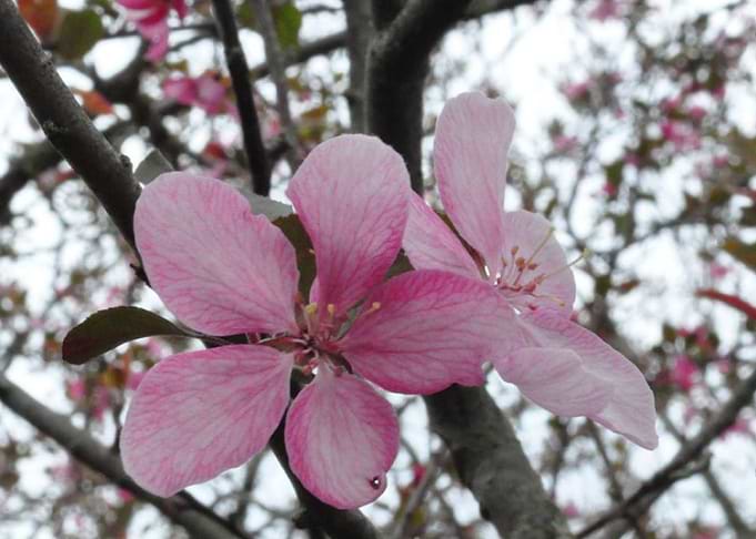 Blooms