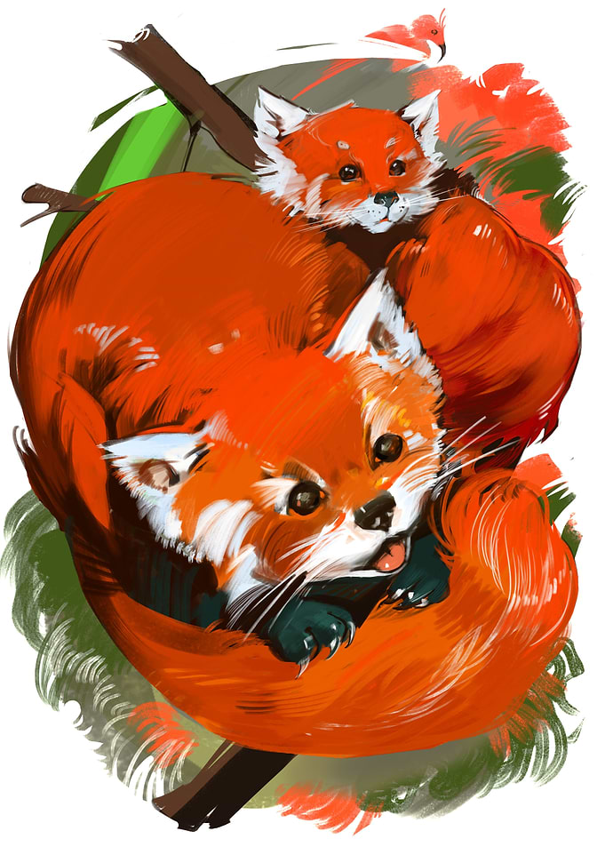 Red Panda