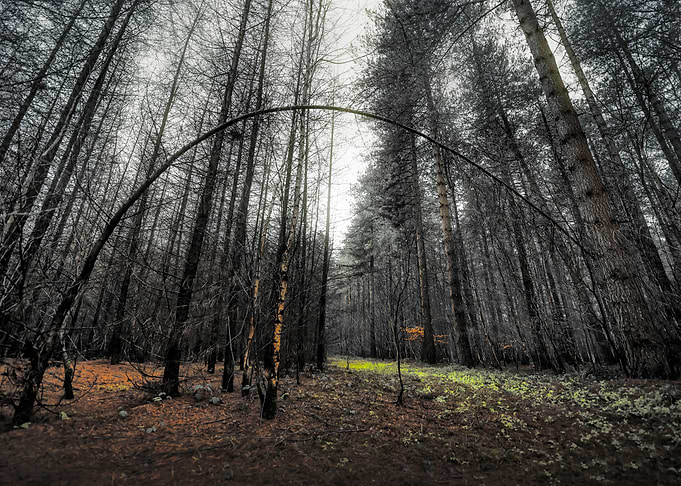 Deep in Woods