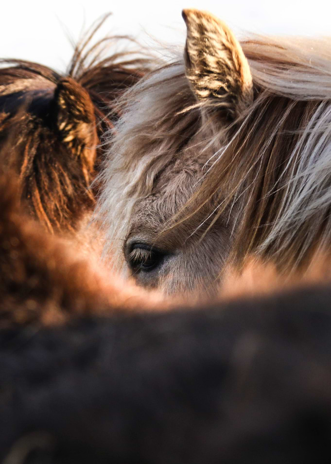 Wild Horses
