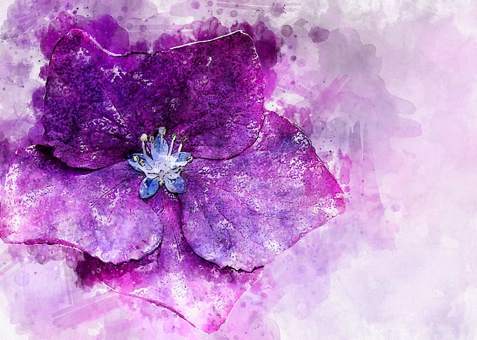 Hydrangea