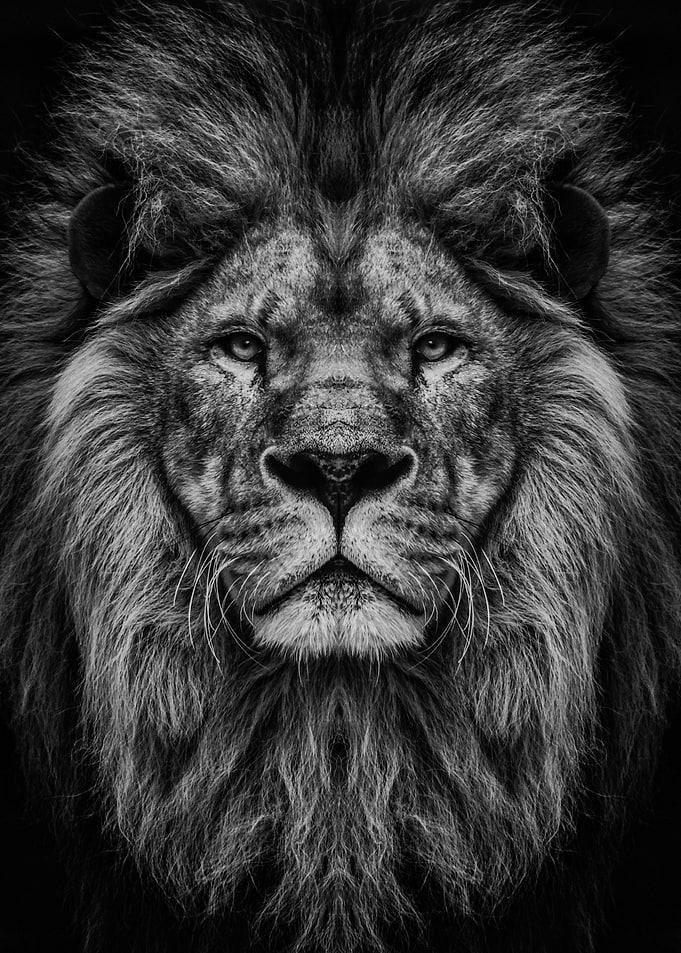 wild lion head