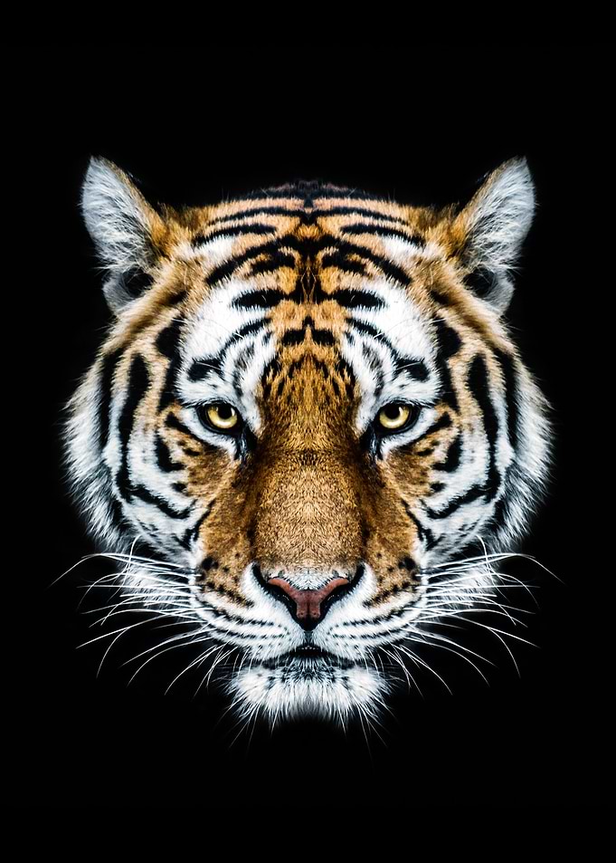 wild tiger head