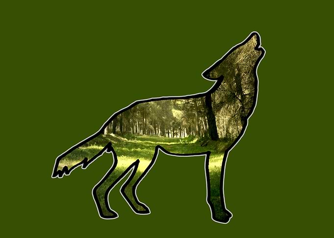 Wolf contour forest