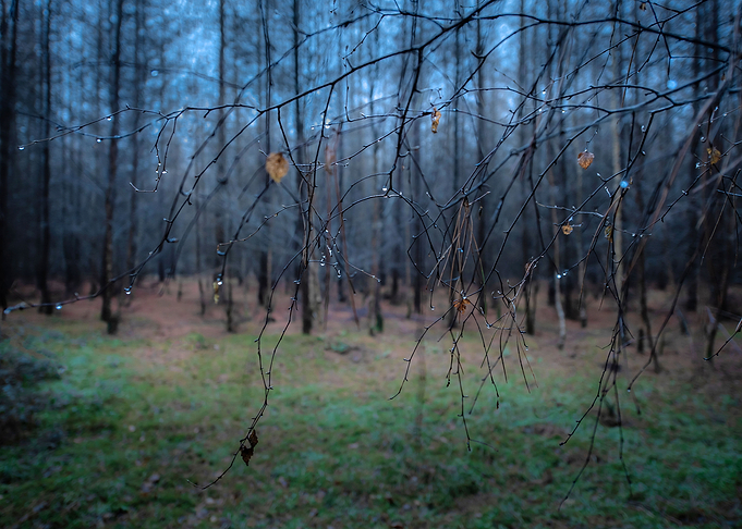 Forest Branch