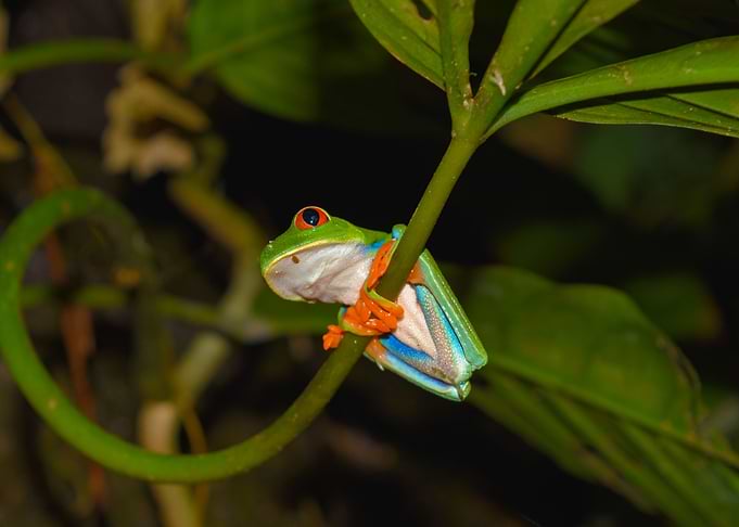 Red Eyed Tree Frog