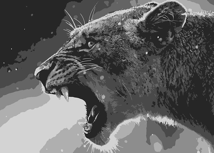 Lion 2