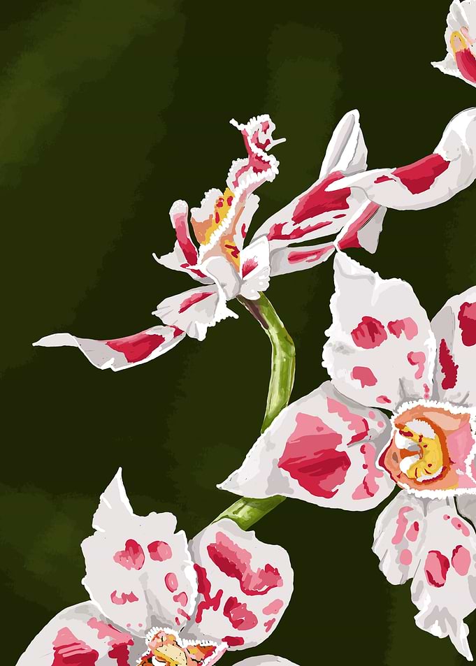 Orchid