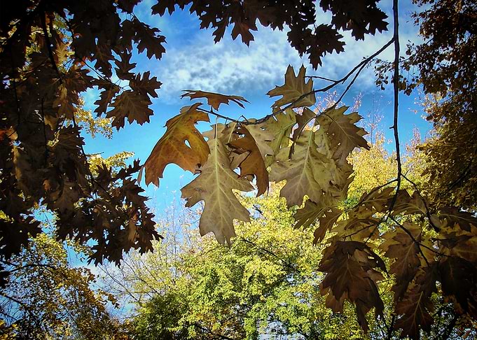 Natural window