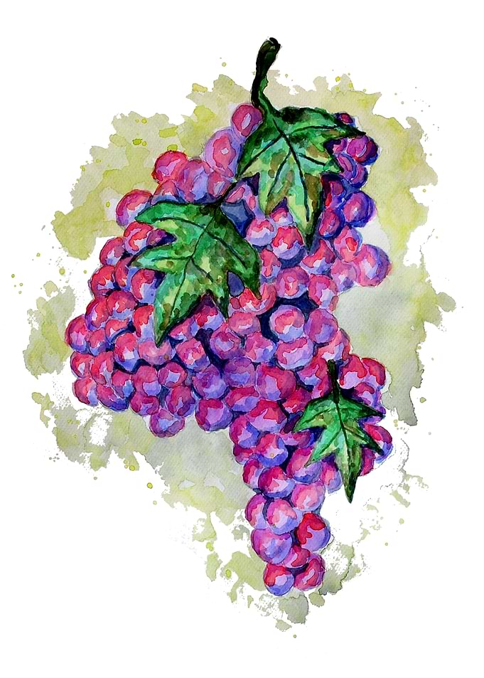 Purple Grapes from Africa