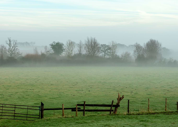 Foggy Field