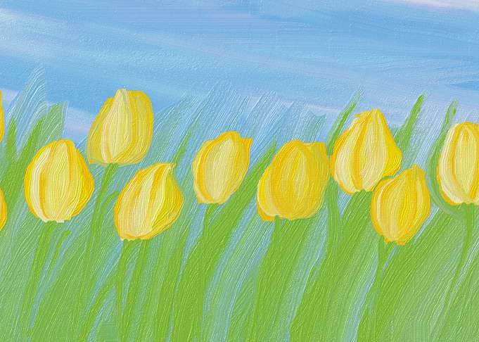 yellow tulips