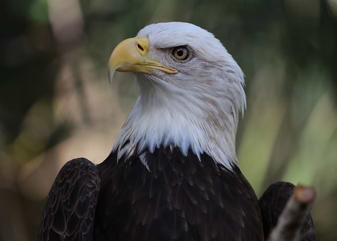 The American Bald Eagle