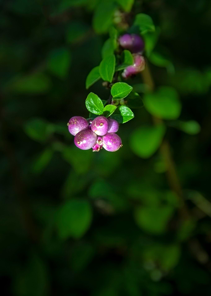 Purple Berry