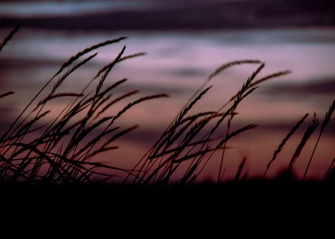 Sunset Field