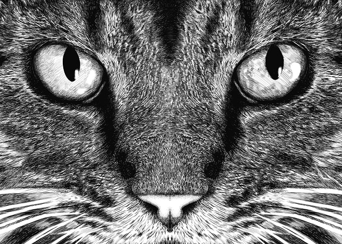 The Cat Face