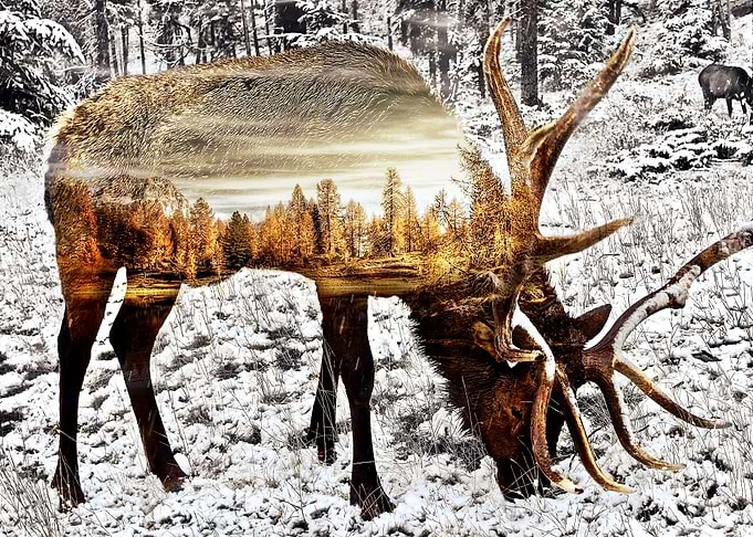 Deer Mountain