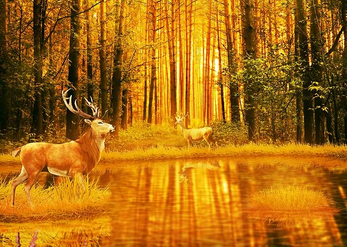 Deer in the Forest 2