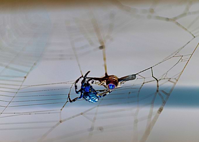 The Spiders prey