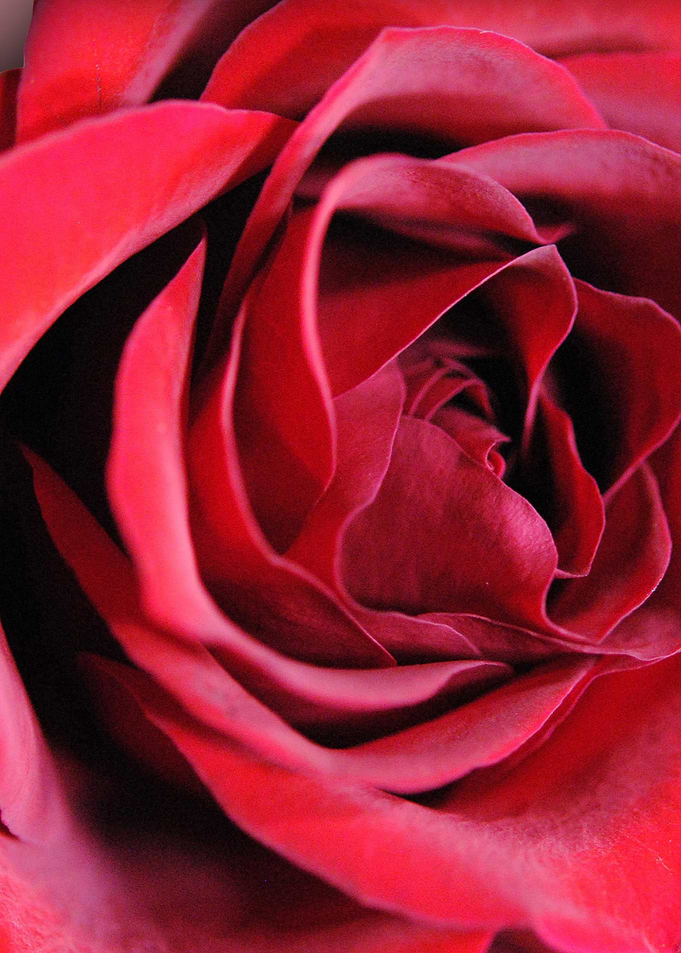 An Open Rose