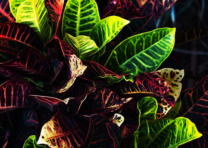 Lush Leaves