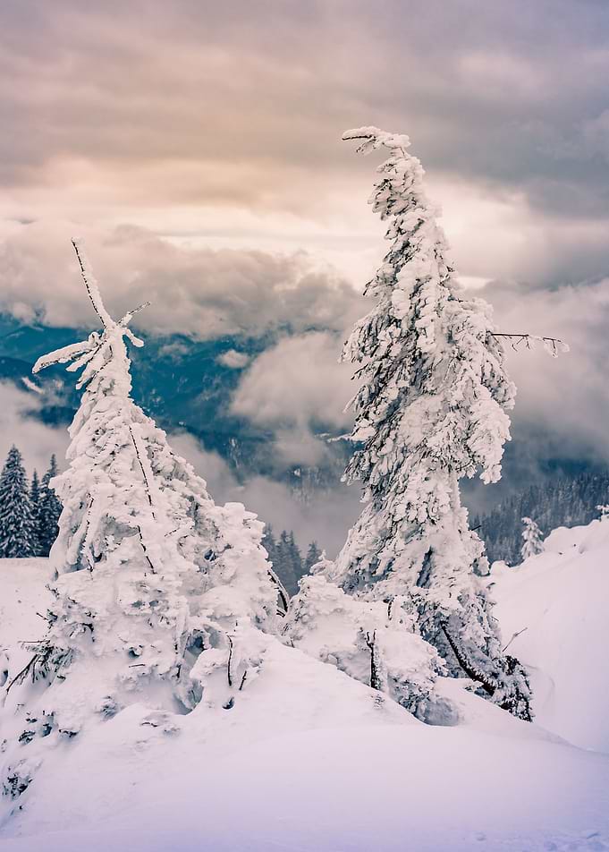 Frozen trees at sunset