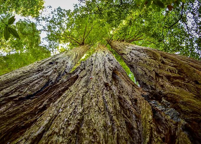 Impressive Trees