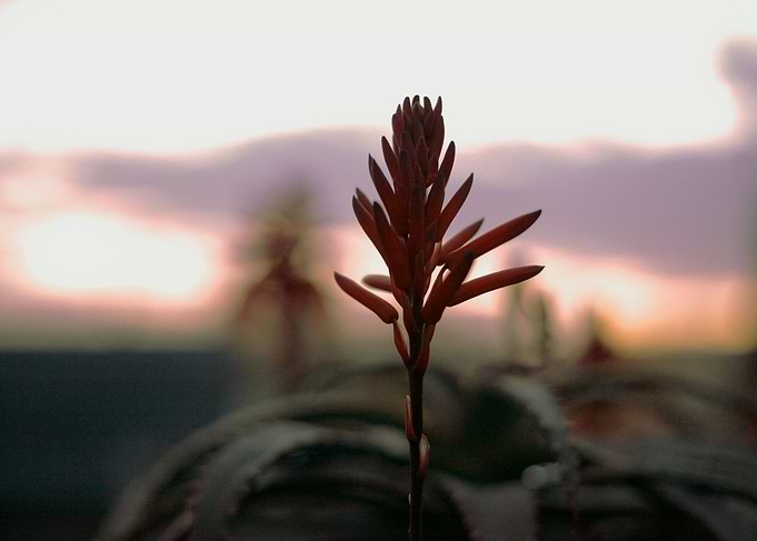 Sunset flower