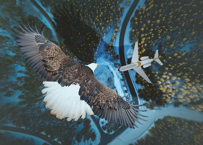 Wings Metal Home Decor