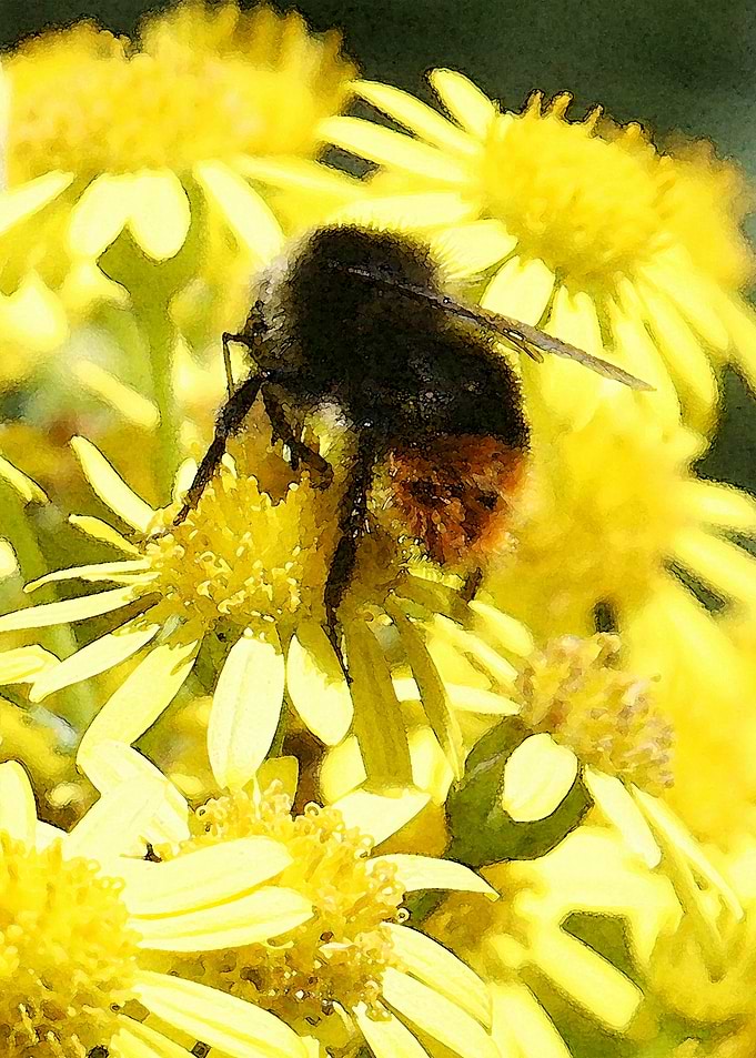 Flower Bee