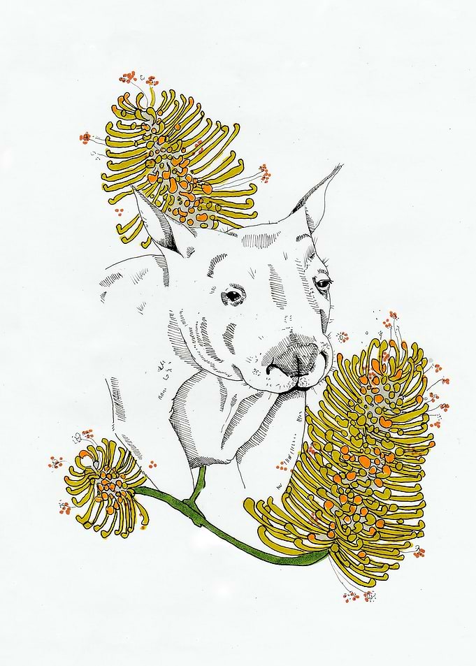 Wombat among the Banksia
