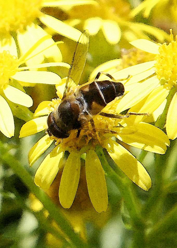 Bee Flower