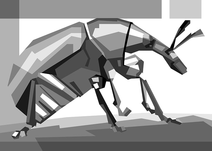 small beetle