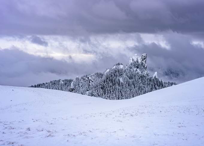 Forest landscape in winter