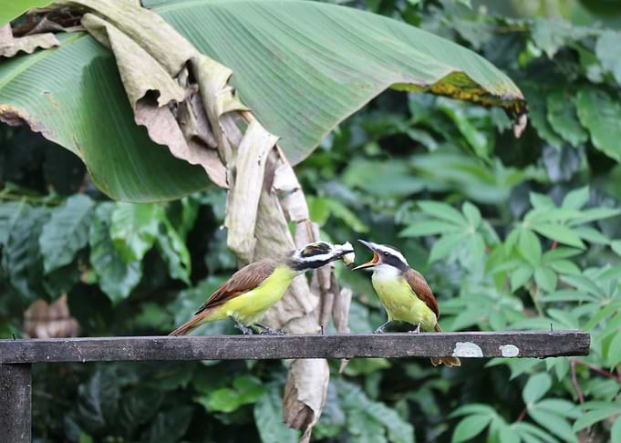 Feeding birds