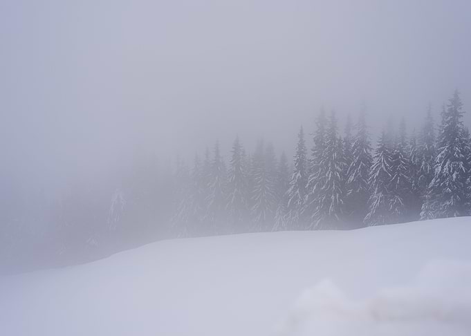 Foggy forest in winter