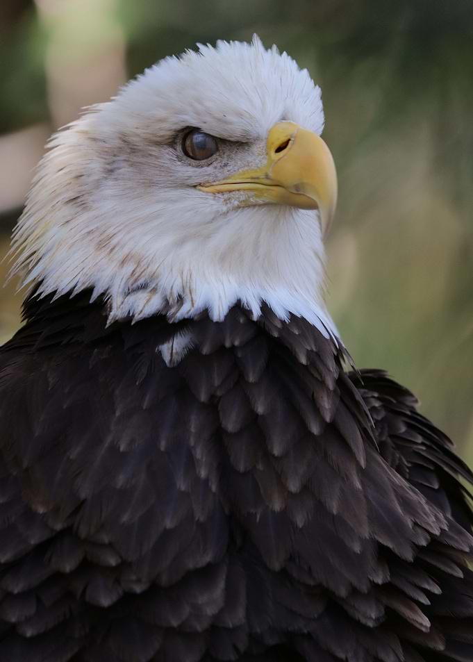The American Bald Eagle