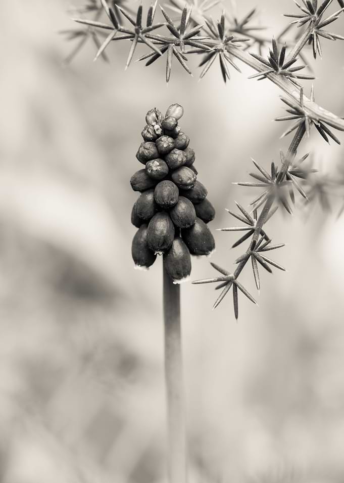 Spring caller